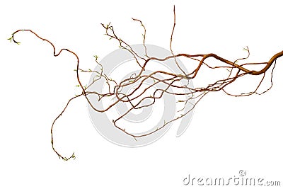 Plain Easter Branches - Isolated Stock Photo