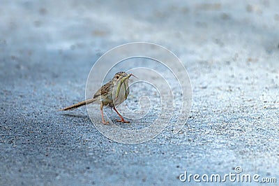 Plain prinia with preyed insect , bird sitting on the ground in blur background Stock Photo