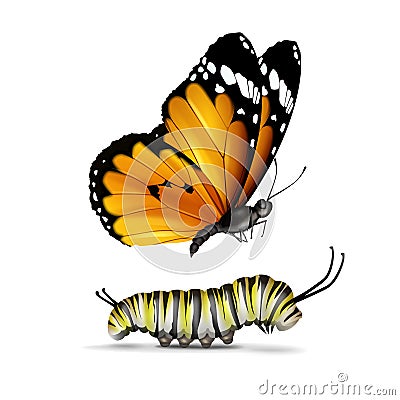 Plain Tiger butterfly and caterpillar Vector Illustration