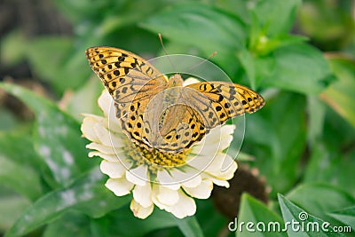 Plain tiger butterfly feeding on white flower in garden Stock Photo