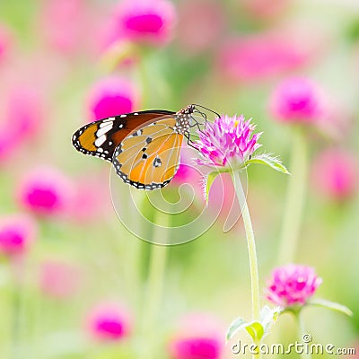 Plain tiger butterfly Stock Photo