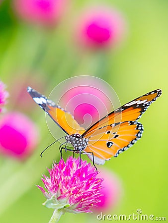 Plain tiger butterfly Stock Photo