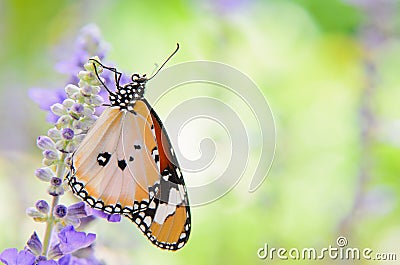 Plain tiger butterfly on romantic garden Stock Photo