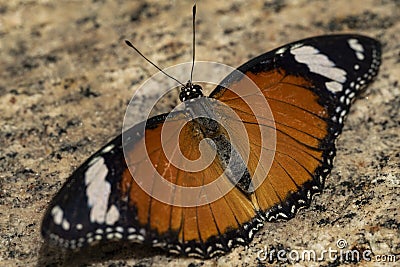Plain Tiger Butterfly Stock Photo