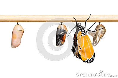 The Plain Tiger Danaus chrysippus chrysippus butterfly Stock Photo