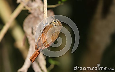 Plain Xenops Xenops minutus Stock Photo