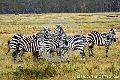 Plain zebras, Lake Nakuru National Park, Kenya Stock Photo