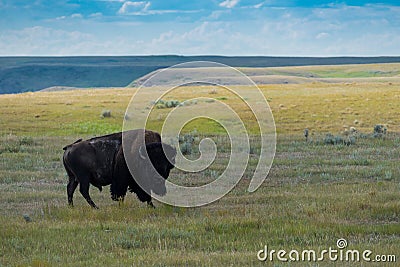 Plains Bison, Buffalo in Grasslands National Park Stock Photo