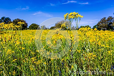 Plains Coreopsis(Coreopsis tinctoria) Yellow Wildflower in Texas Stock Photo