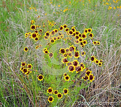 Plains Coreopsis a native wildflower Stock Photo