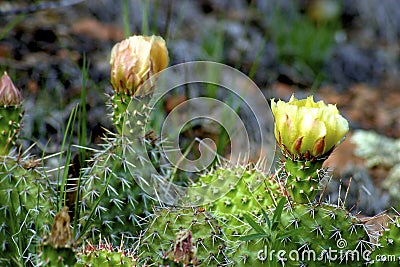 Plains Prickly Pear 600441 Stock Photo