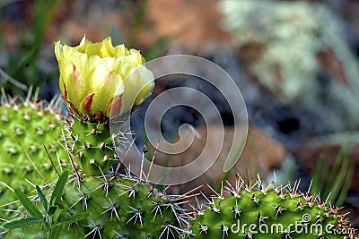 Plains Prickly Pear 600442 Stock Photo