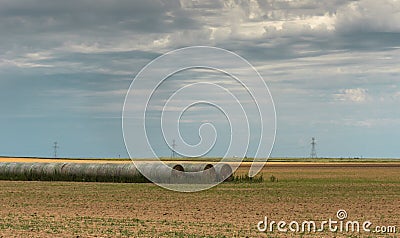 Texas landscape with rows of hay bales ready for transport Stock Photo