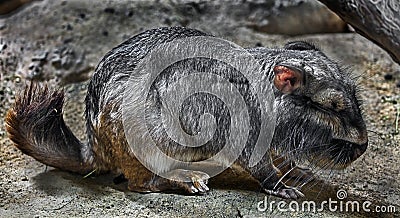 Plains viscacha 6 Stock Photo