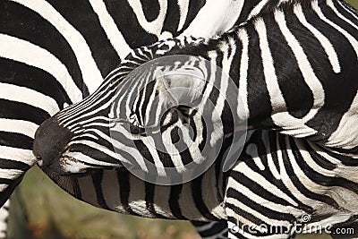 Plains Zebra Stock Photo