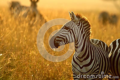 Plains zebra Stock Photo