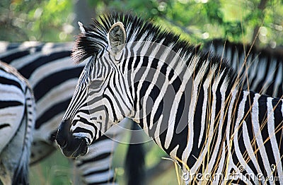 Plains Zebra (Equus Burchelli) close-up Stock Photo