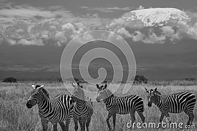 Plains zebra Equus quagga- Big Five Safari Black and white Stripped Kilimanjaro Stock Photo