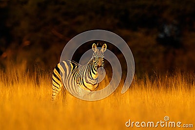 Plains zebra, Equus quagga, in the grass nature habitat, evening light, Hwange National Park Zimbabwe Stock Photo