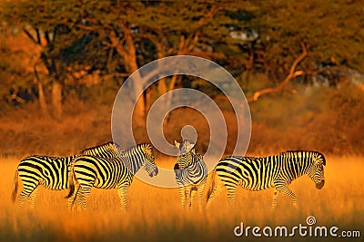 Plains zebra, Equus quagga, in the grassy nature habitat with evening light in Hwange National Park, Zimbabwe. Sunset in savanah. Stock Photo