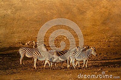 Plains zebra in Kruger National park, South Africa Stock Photo