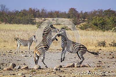 Plains zebra in Kruger National park, South Africa Stock Photo