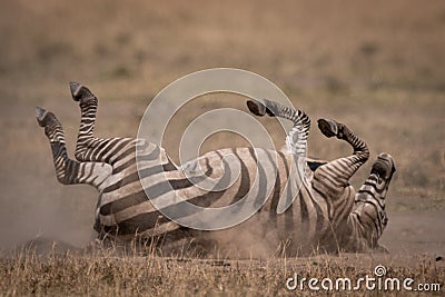Plains zebra rolling on back in grass Stock Photo