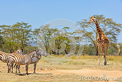 Plains Zebra and Rothschild Giraffe, Lake Nakuru, Kenya Stock Photo