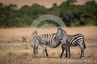 Plains zebra stands beside mother near gazelles Stock Photo