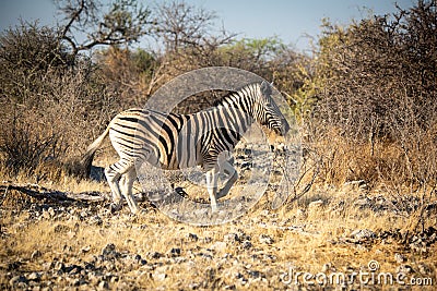 Plains zebra trots over rocks near bushes Stock Photo