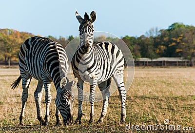 Plains zebra Stock Photo