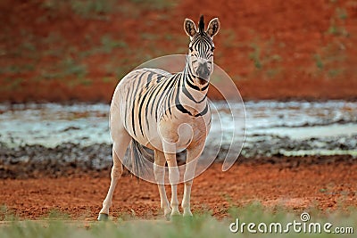 Plains zebra at a waterhole - South Africa Stock Photo