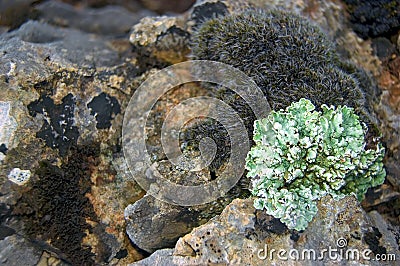 Plaits and mosses Stock Photo