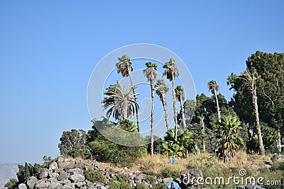 Plams trees on the Kineret beach Stock Photo