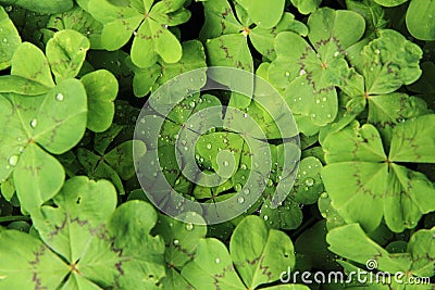 What does a four-leaf clover look like?