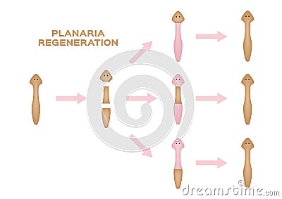 Planaria regeneration. divide one to three Planaria vector Vector Illustration