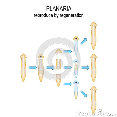 Planaria. reproduce by regeneration Vector Illustration