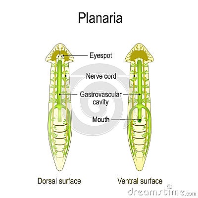 Planarian Anatomy. Dorsal and Ventral surface, Gastrovascular cavity and Nerve cord Vector Illustration