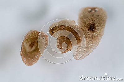 Planarian parasite flatworm under microscope view. Stock Photo