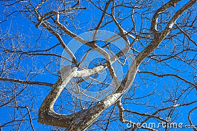 Plane Branches against a blue sky Stock Photo