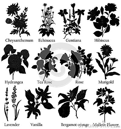 Plane. Illustration of airplane parts for the assembly of the cabin.Herbal black illustration of a plants in a vector with flower. Cartoon Illustration