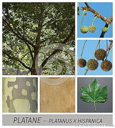 Plane, maple, common, platanus, hispanica, fruits, leaves Stock Photo