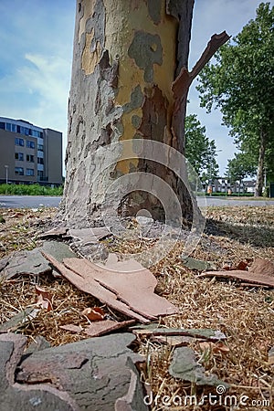 A plane tree, also called platanus, is loosing his bark Stock Photo