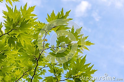 Plane tree Stock Photo