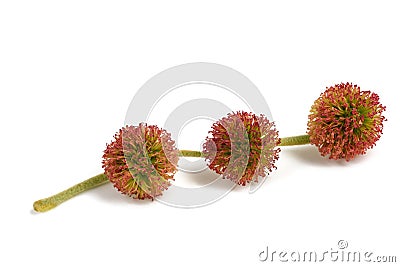 Plane tree inflorescences Stock Photo