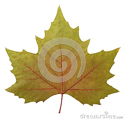 Plane tree leaf Stock Photo