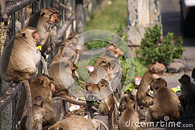 Planet of apes - Large group of monkeys Macaca fascicularis sitting on a railingat railway station in Lopburi, Thailand Stock Photo