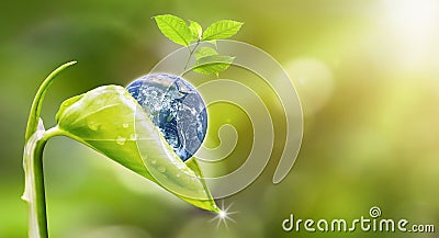 Planet earth with beautiful freshness growth tree. Stock Photo