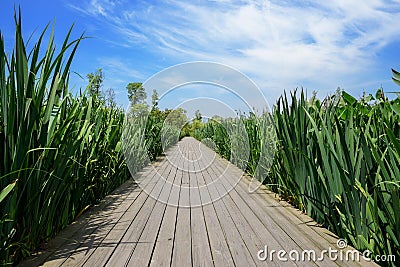 Plank-paved footpath in grass at sunny summer noon Stock Photo