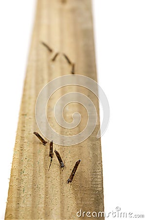 Plank of wood with rusty nails. Stock Photo